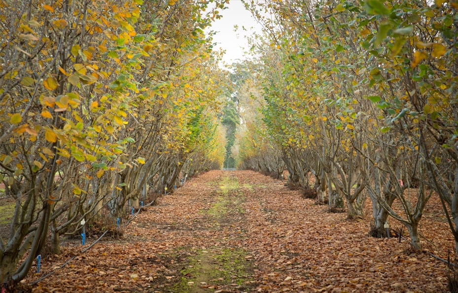 Australian Truffles Fresh Winter Truffles For Sale Truffle Hill